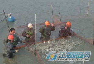 江苏海安华鎏特种水产 生态健康养殖驱动规模效益双提升