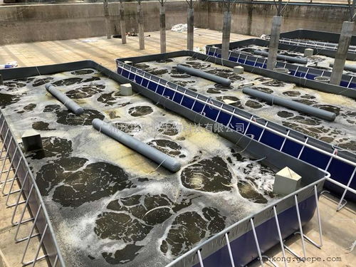 水产养殖业的发展前景与环保处理设备解析