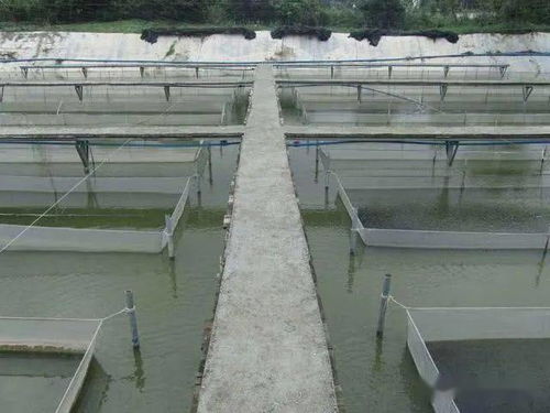 每公斤成本几毛钱效果肯定 自制EM菌在水产养殖中的具体用法和注意事项