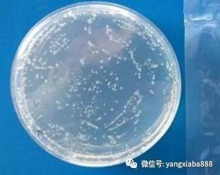 乳酸菌在水产养殖中的作用,你知道几个