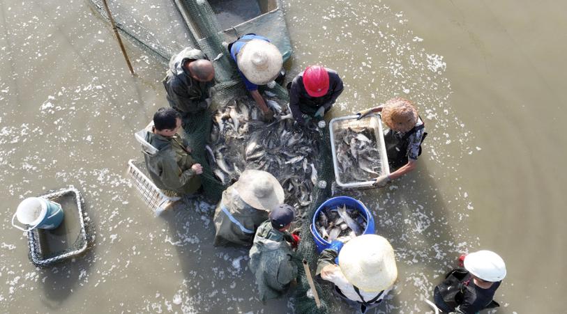 沙洋县特色水产养殖书写富民新篇章